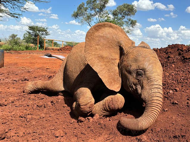 Baby elephants at David Sheldrick Elephant Orphanage, Nairobi